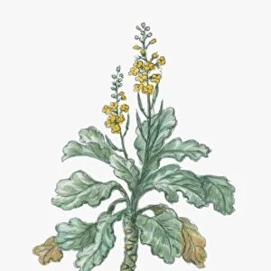 Illustration of Brassica oleracea (Wild Mustard), tall biennial plant with small yellow flowers and