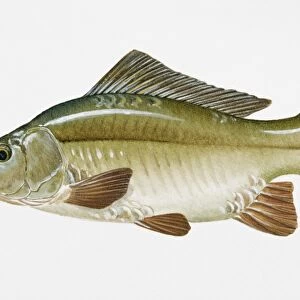 Illustration of Leather Carp (Cyprinus carpio), European freshwater fish