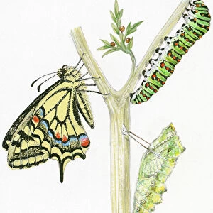 Wildlife watercolor art