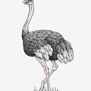 Illustration of male Ostrich (Struthio camelus) standing on grass