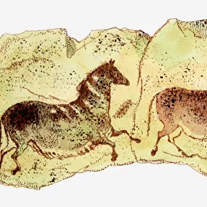 Illustration showing cave paintings of two horses, Lascaux, France