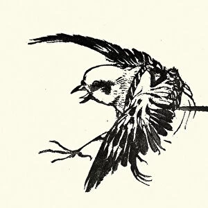 Japanesse Art, Sketch of a songbird