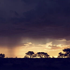 Kalahari rain storm approaching in the late afternoon with silhouetted trees - Kgalagadi Transfronteer Park, South Africa