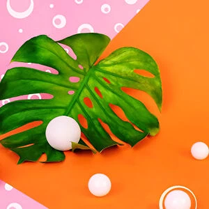 Monstera leaf on orange and pink background