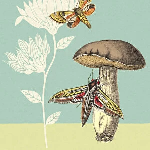 Moths Mushroom and Flower
