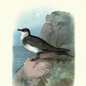 Natural history birds, Seabirds, Skua