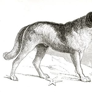Newfoundland dog engraving 1851