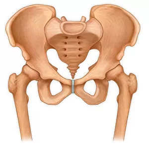 Normal anterior view of pelvis with hip bones