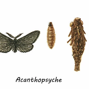 Old chromolithograph of Entomology, Bagworm moth, Acanthopsyche, genus of moths in the Psychidae family