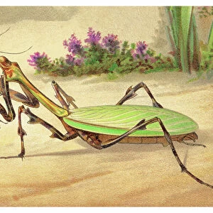Old chromolithograph illustration of Entomology - Mantis (Zoolea orbus)