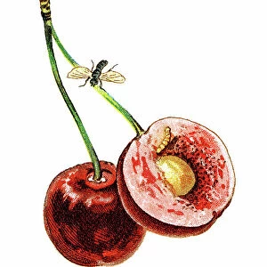 Old chromolithograph illustration of insect - cherry fruit fly (Rhagoletis cerasi)