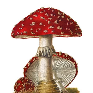 Old chromolithograph illustration of a poisonous mushrooms, Agaricus muscarius