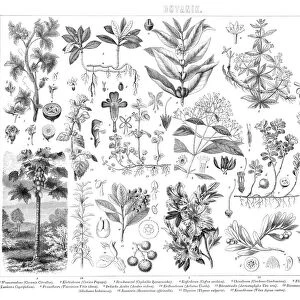 Old engraved illustration of Botany plants