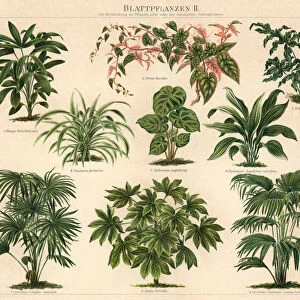 Old engraved illustration of Foliage plants