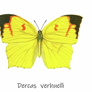Old lithograph of Entomology, the tailed sulphur (Dercas verhuelli)