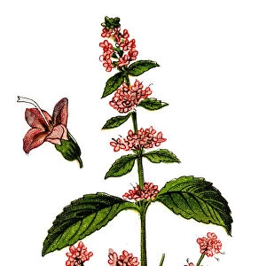 Peppermint (Mentha piperita, also known as Mentha balsamea)