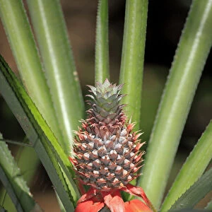 Pineapple -Ananas comosus-, fruit with plant, Nosy Komba, Madagascar