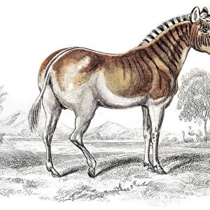Quagga Zebra extinct engraving 1841