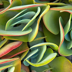 Red-Tipped Leaves of Kalanchoe Plants