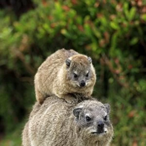 Rock Hyrax -Procavia capensis-, female with young on her back, social behaviour, Bettys Bay, Western Cape, South Africa