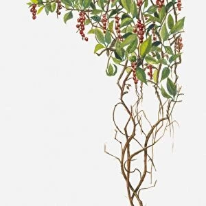 Schisandra (Magnolia Vine) with red berries and green leaves on climbing stems