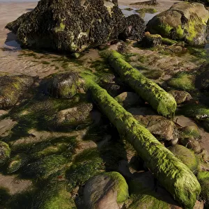 seaweed-covered posts and rocks on beach