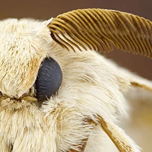 Silk moth head