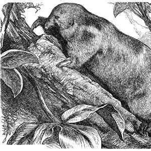 Silky anteater, pygmy anteater (Cyclopes didactylus)