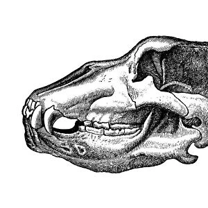 Skull cave bear (Ursus spelaeus)