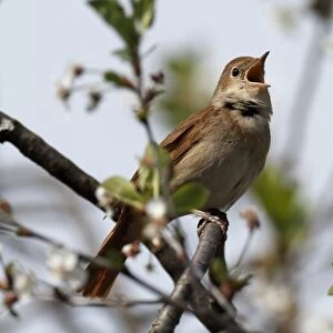 Thrush Nightingale -Luscinia luscinia-, male, singing on territory, Mecklenburg-Western Pomerania, Germany