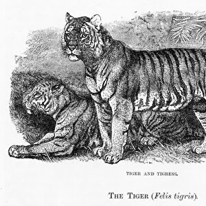 Tiger engraving 1894