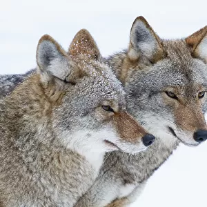Timber wolves in Winter