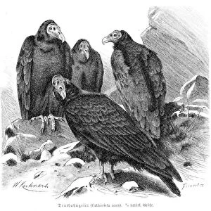 Turkey vulture engraving 1892