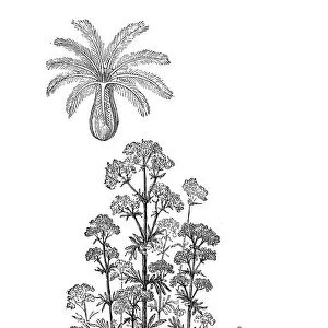 Valerian (Valeriana officinalis, Caprifoliaceae)