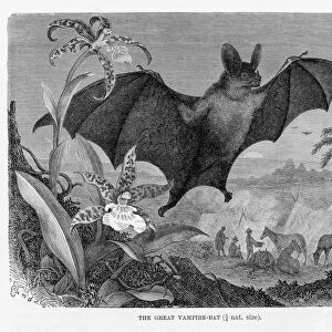 Vampire bat engraving 1894