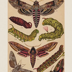 Various butterflies (Sphingidae), chromolithograph, published in 1892