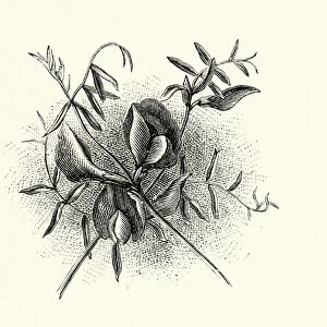 Vicia sativa, common vetch, Red Flower, Botanical art print