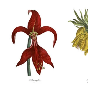 Victorian Botanical Illustration of Amaryllis and Fritillaria Plants
