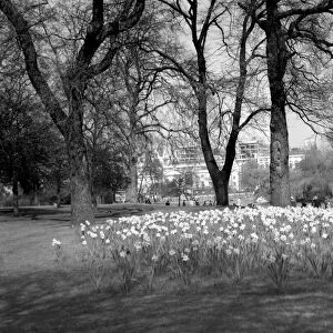 Daffodils in St Jamess Park, London, England. 1950s