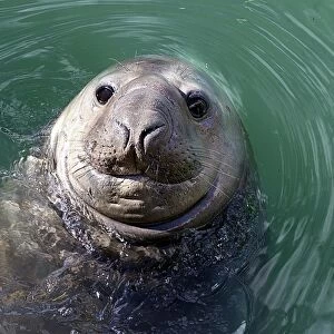Nzealand-Elephant Seal-Homer / 2