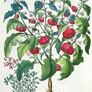 1. Solanum Pomiferum;2. Amaracus vulgaris, from the Hortus Eystettensis