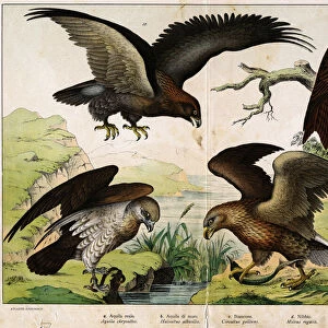 a: Royal eagle (Aquila chrysaetos), b: Sea eagle (Haliaetus albicilla), c: Circaete
