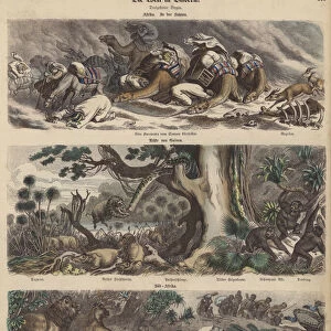 Africa: a caravan caught in a sandstorm in the Sahara; the coast of Guinea; South Africa (coloured engraving)