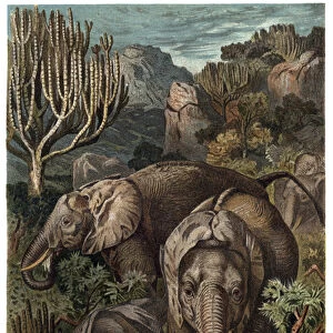 African elephant (Loxodonta) - African elephant (Loxodonta) - engraving from "