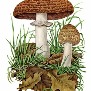 Agaricus Silvatica Agaricus Silvatica