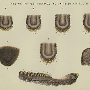 The age of the sheep as indicated by the teeth (colour litho)