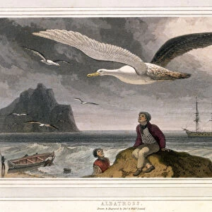 Albatross, pub. London 1810 (coloured lithograph)