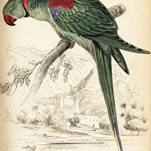 Alexandrine parakeet or Alexandrine parrot, Psittacula eupatria