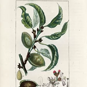 Almond Tree, Prunus amygdalus - Engraving by Forget from a drawing by E - Panckoucke - Engraving by Forget from a drawing by E - Panckoucke from Chaumeton, Poiret et Chamberet's " La Flore Medicale, " Paris, Panckoucke, 1830