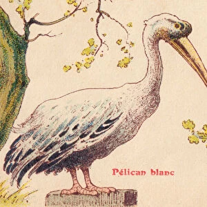 ALPHABET OF BIRDS for... P: White Pelican, circa 1925 (illustration)